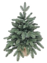 Фото Ель Meridian зеленая 0,6 м Ель Meridian зеленая 0,6 м