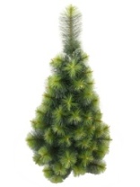 Фото Сосна Крымская зеленая 1,0 м Сосна Крымская зеленая 1,0 м