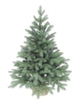 Фото Ель Blue Anson голубая 0,9 м Ель Blue Anson голубая 0,9 м