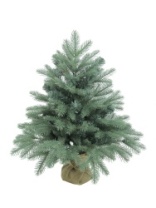 Ель Blue Anson голубая 0,6 м