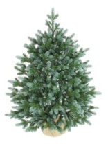 Фото Ель Сириус зеленая с голубым 0,75 м Ель Сириус зеленая с голубым 0,75 м