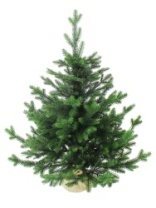 Ель Изумрудная зеленая 0,7 м