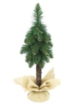 Фото Ель Гномик зеленая на высокой ножке в мешке 0,5 м (5) Ель Гномик зеленая на высокой ножке в мешке 0,5 м (5)